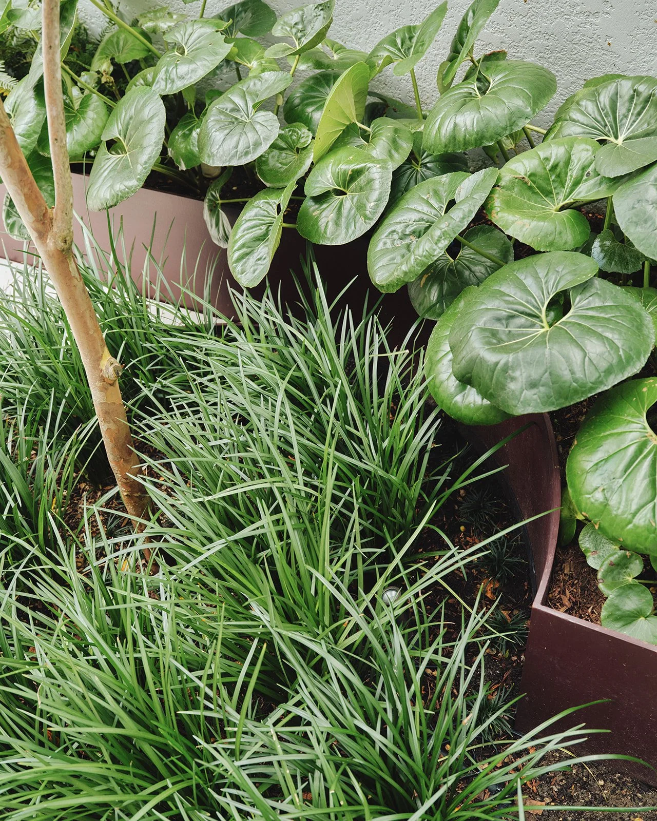 Cascade House | Garden Detail 🌿 

A closer look at the garden details at Cascade House &mdash; the raised garden beds were carefully designed by our Modify team to bring structure and depth to the courtyard. Lush planting softens the architectural l