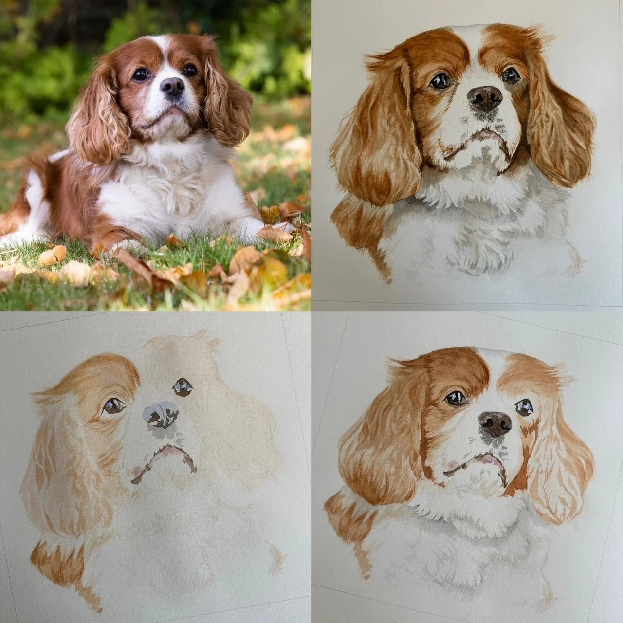 Four-panel image showing a Cavalier King Charles Spaniel dog laying on grass with autumn leaves and three stages of a watercolor painting of the dog.