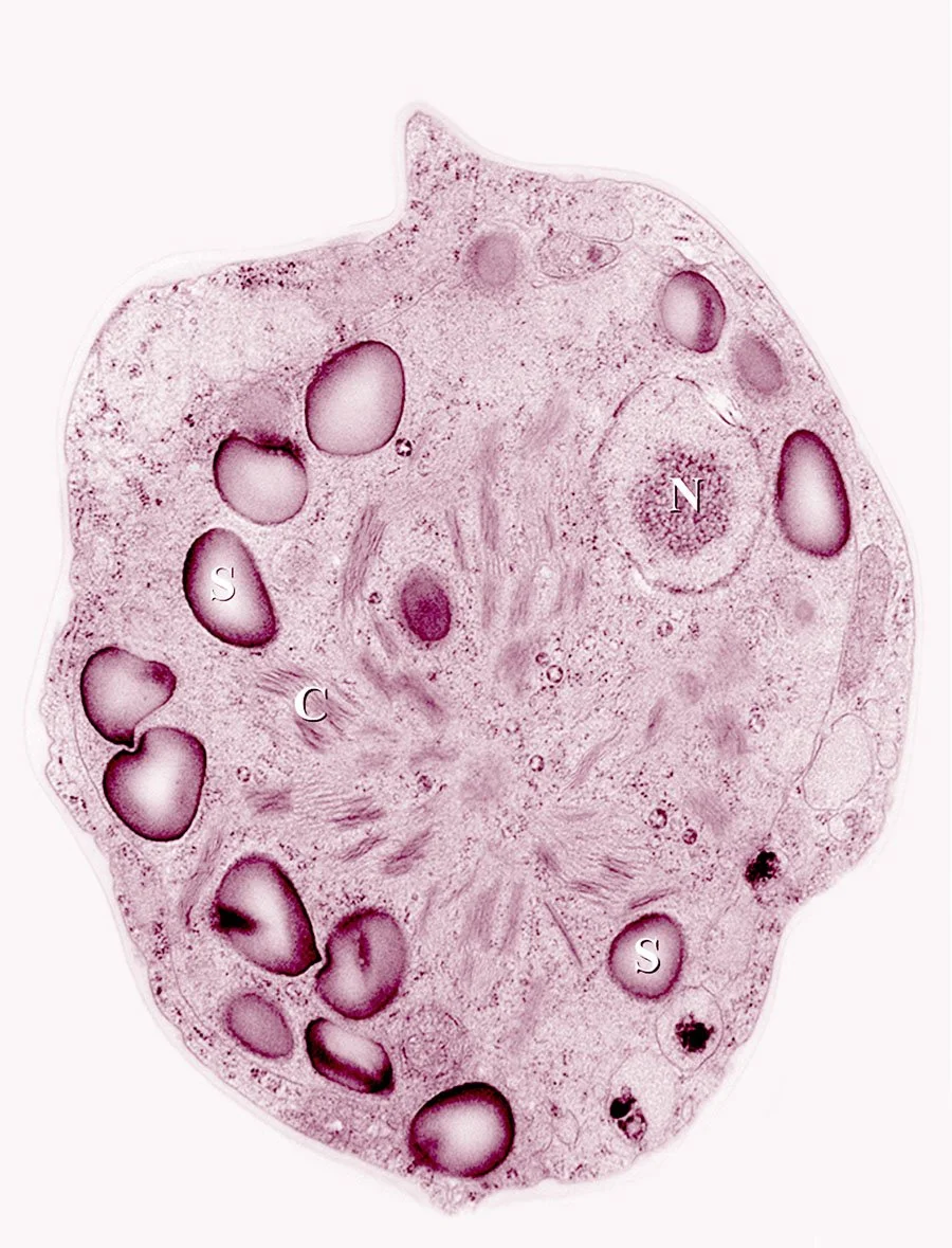 Bioalbedo Feedbacks from Snow and Ice Algae
