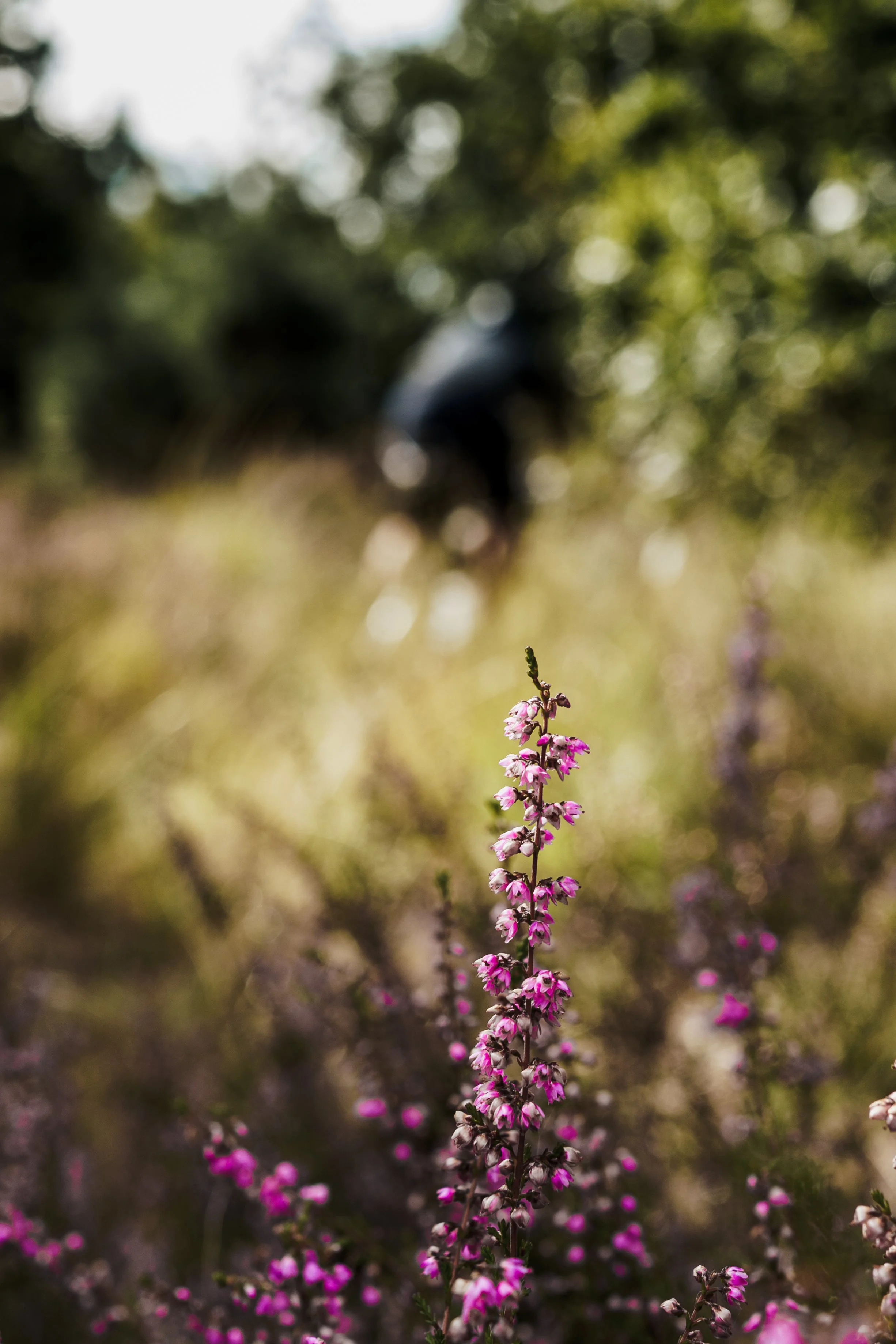 Close-up of a pink and white flowering plant with a blurry person in the background, outdoors in a natural setting.