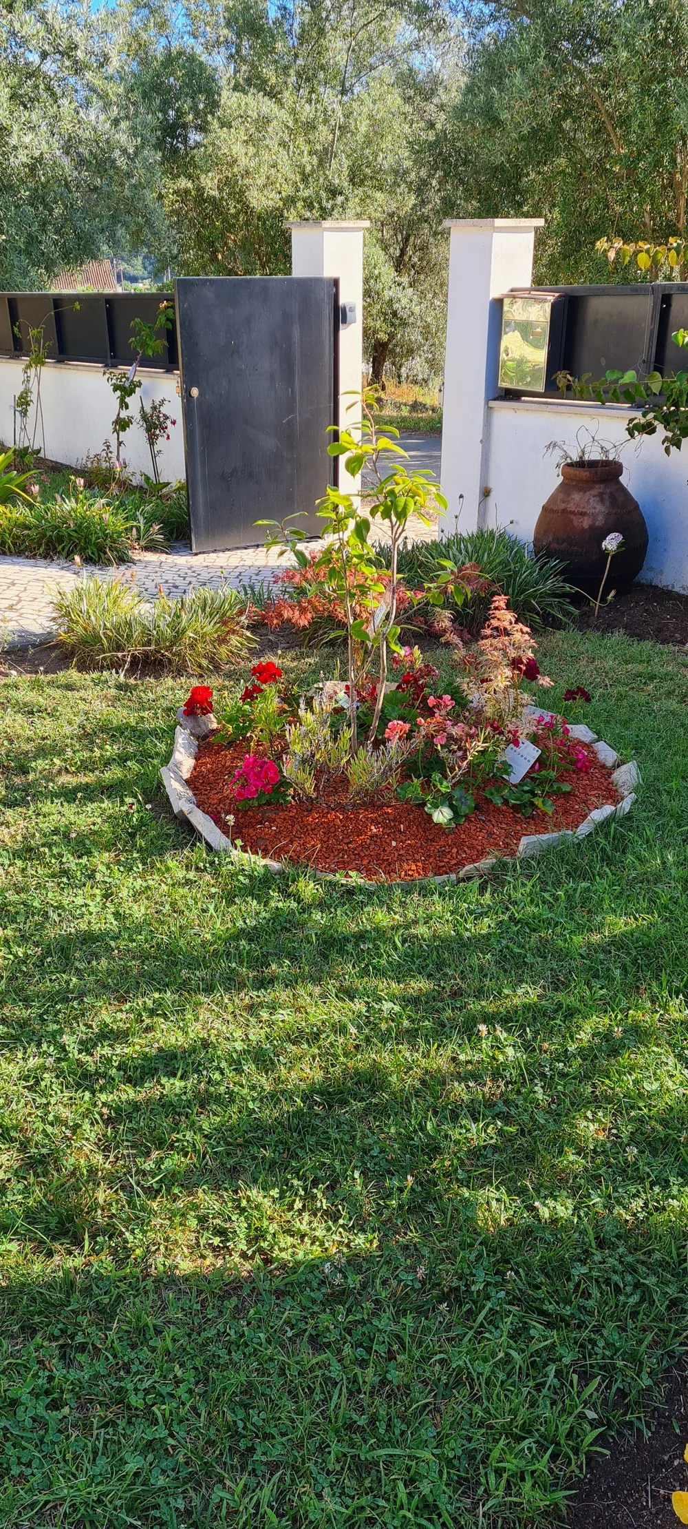 Geranium and maple shrub.jpg