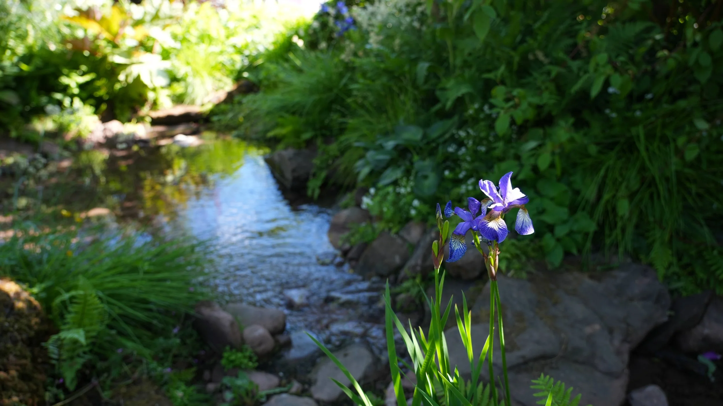 Purple iris flowers growing near a stream in a lush green garden.