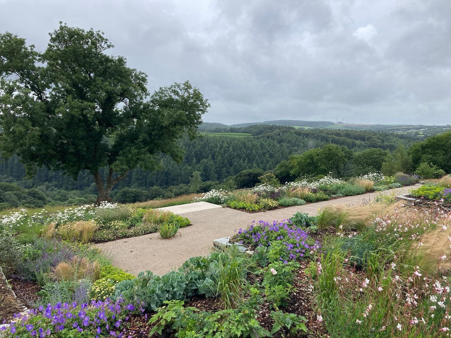 Checking up on the perennial meadows at our recent Wadebridge project today&hellip;everything filling out really well since finishing in May this year. 

Our lovely clients doing a great job of taking care of it too!

Enjoying some moody skies for a 