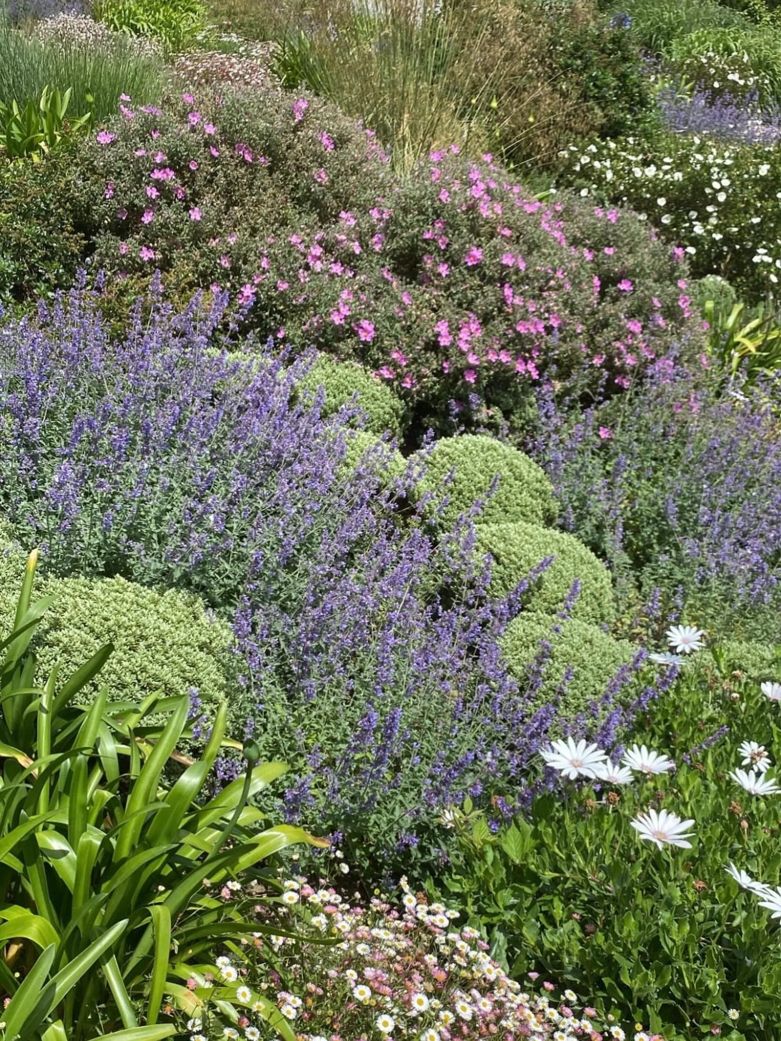 The colours of Cornwall at one of our St Mawes projects completed three years ago #plantingdesign #coastalgarden #gardendesign #landscapedesi̇gn #cornwallcoast