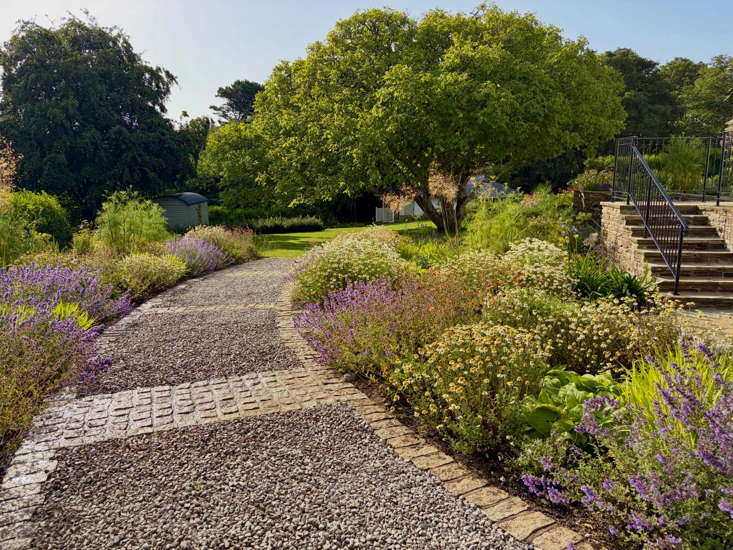 Catmint, Leucanthemum, Anthemis, Geum, Baptista, fennel, Phlomis and Stipa loving the heat in Carbis Bay. Ellie and Issy bossing the maintenance!  #gardendesign #landscapedesign #herbaceousborder #plantingdesign #plantingdesigner