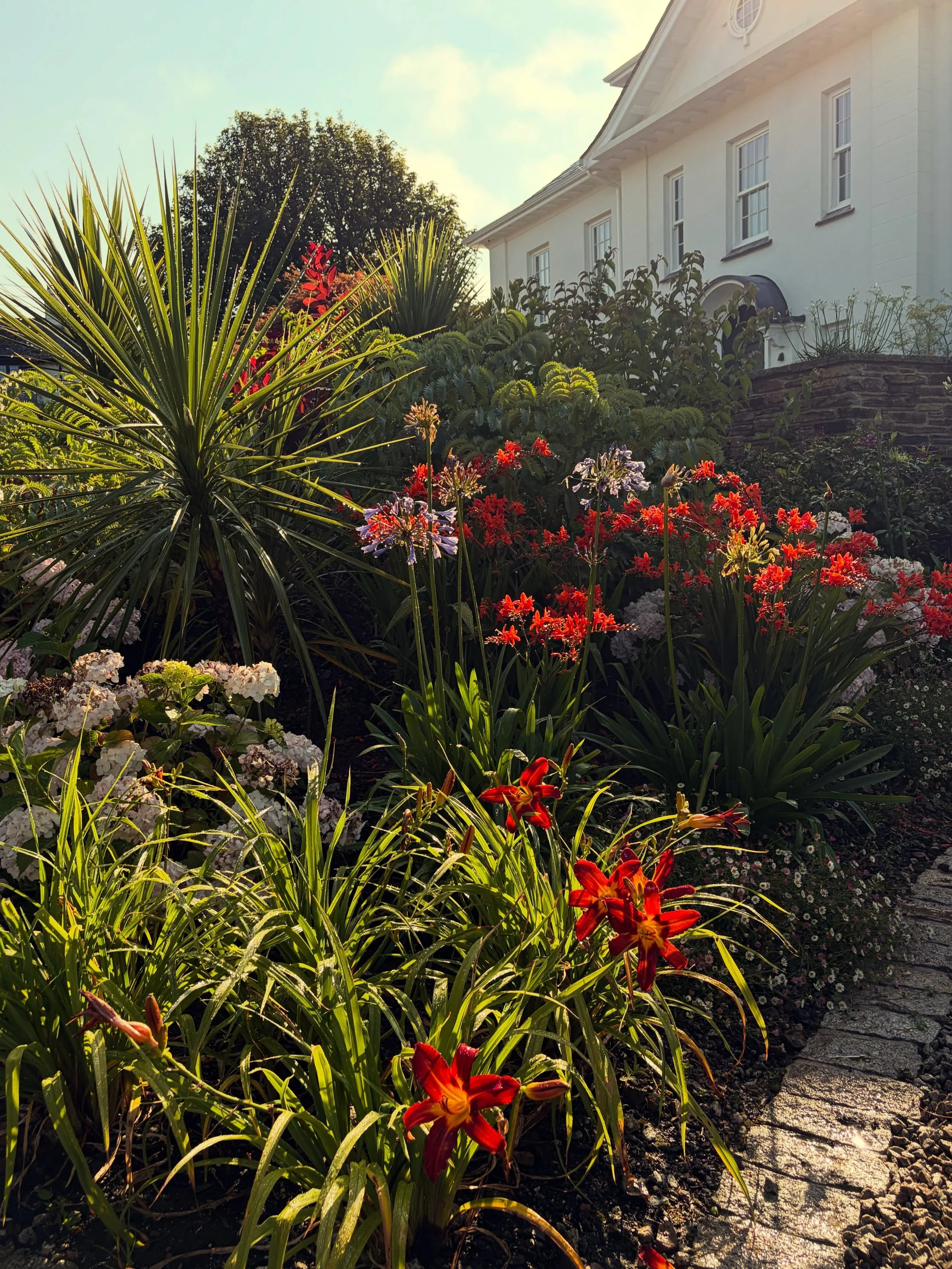Red&rsquo;s popping in the early evening sun at one of our Carbis Bay projects #gardendesign #coastalgarden #coastalgardening #plantingdesign #plantingdesigner