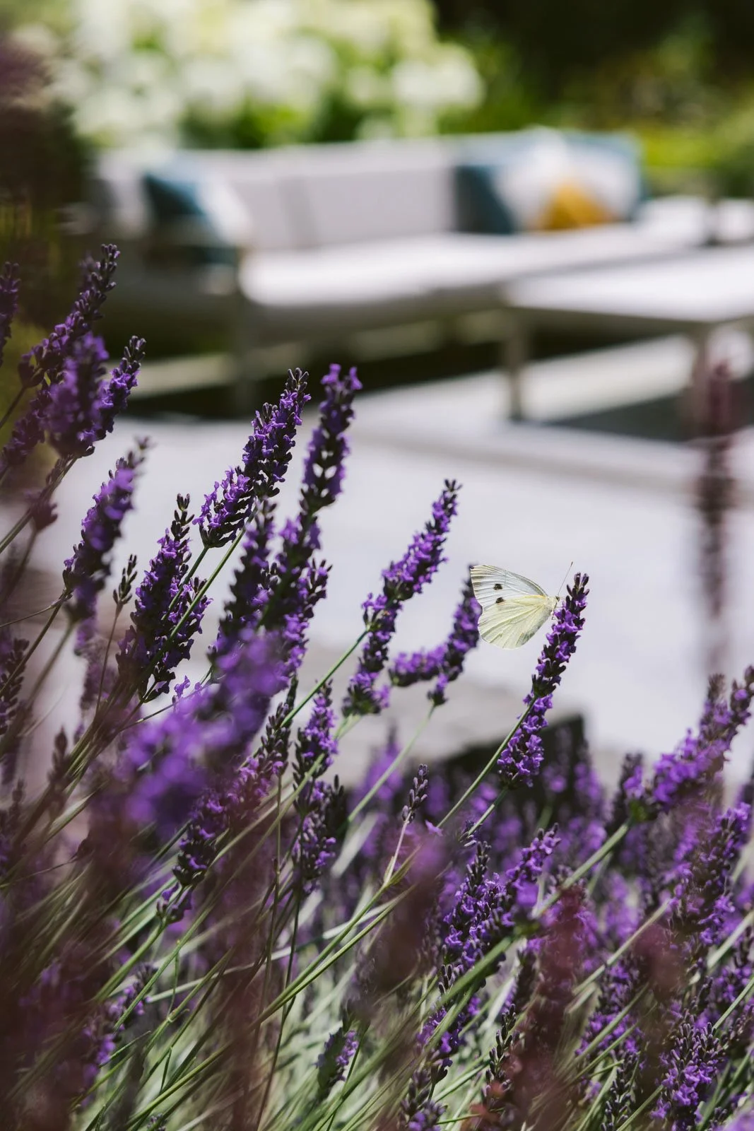 Lavandula 'Grosso' 
