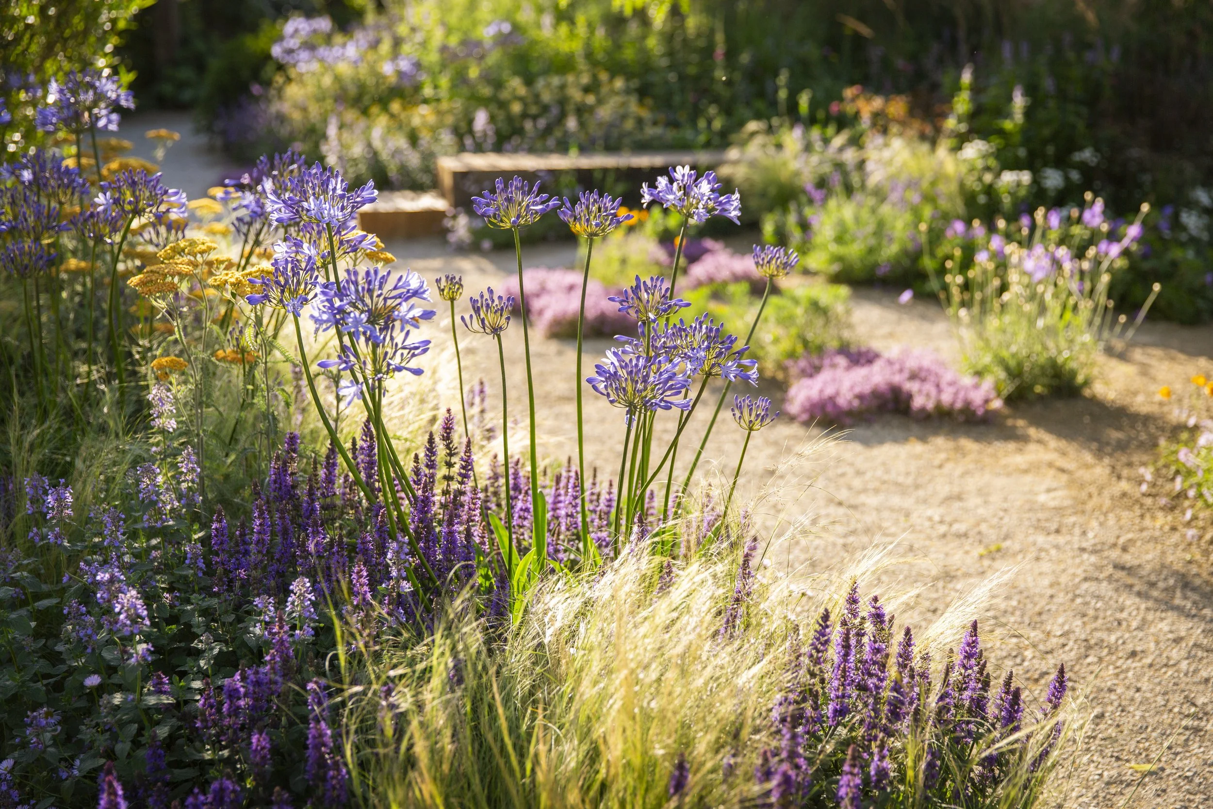 Award winning planting at RHS Hampton Court