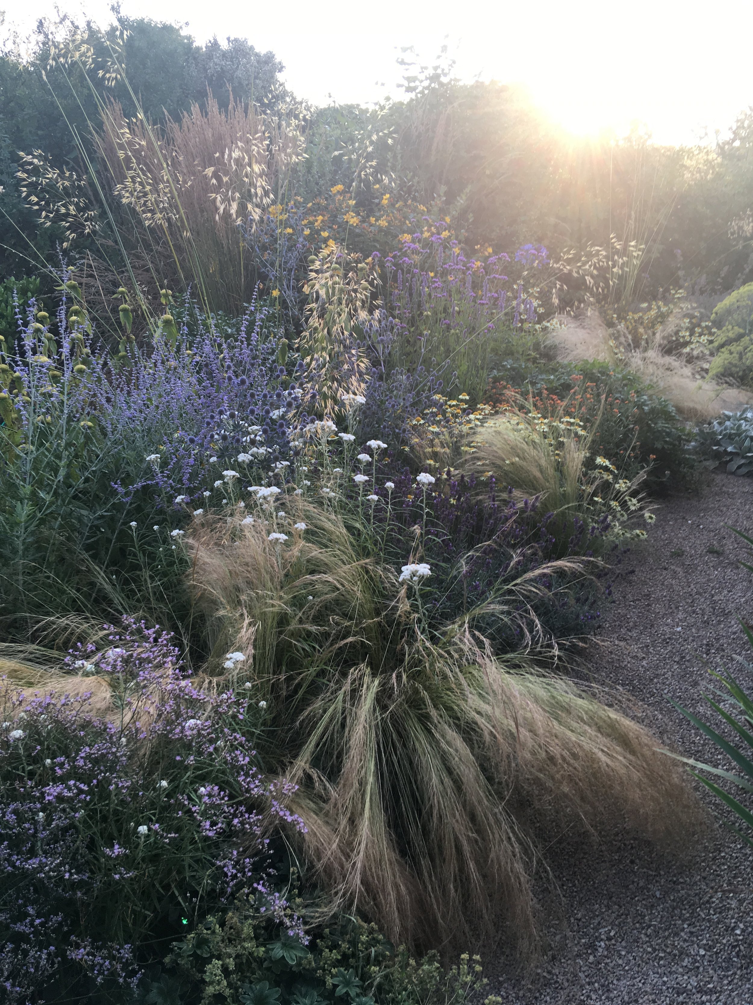 Gravel garden plants in the Cornish sunshine