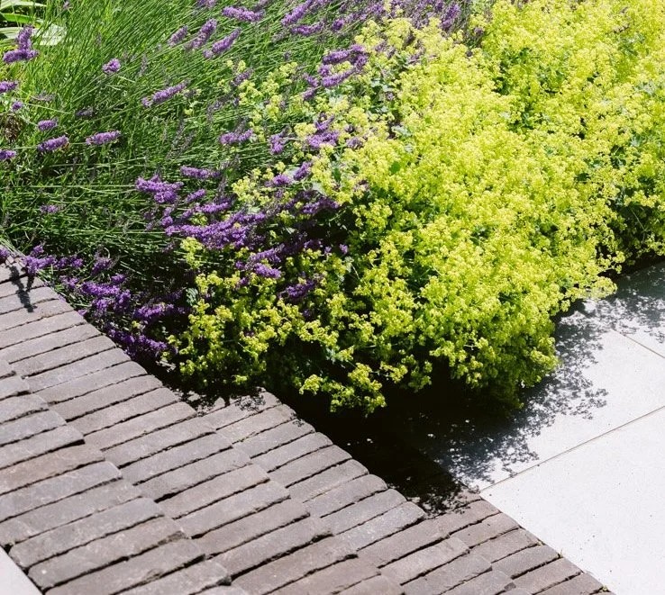 Clay pavers, Lavender 'Grosso', Alchemilla mollis 