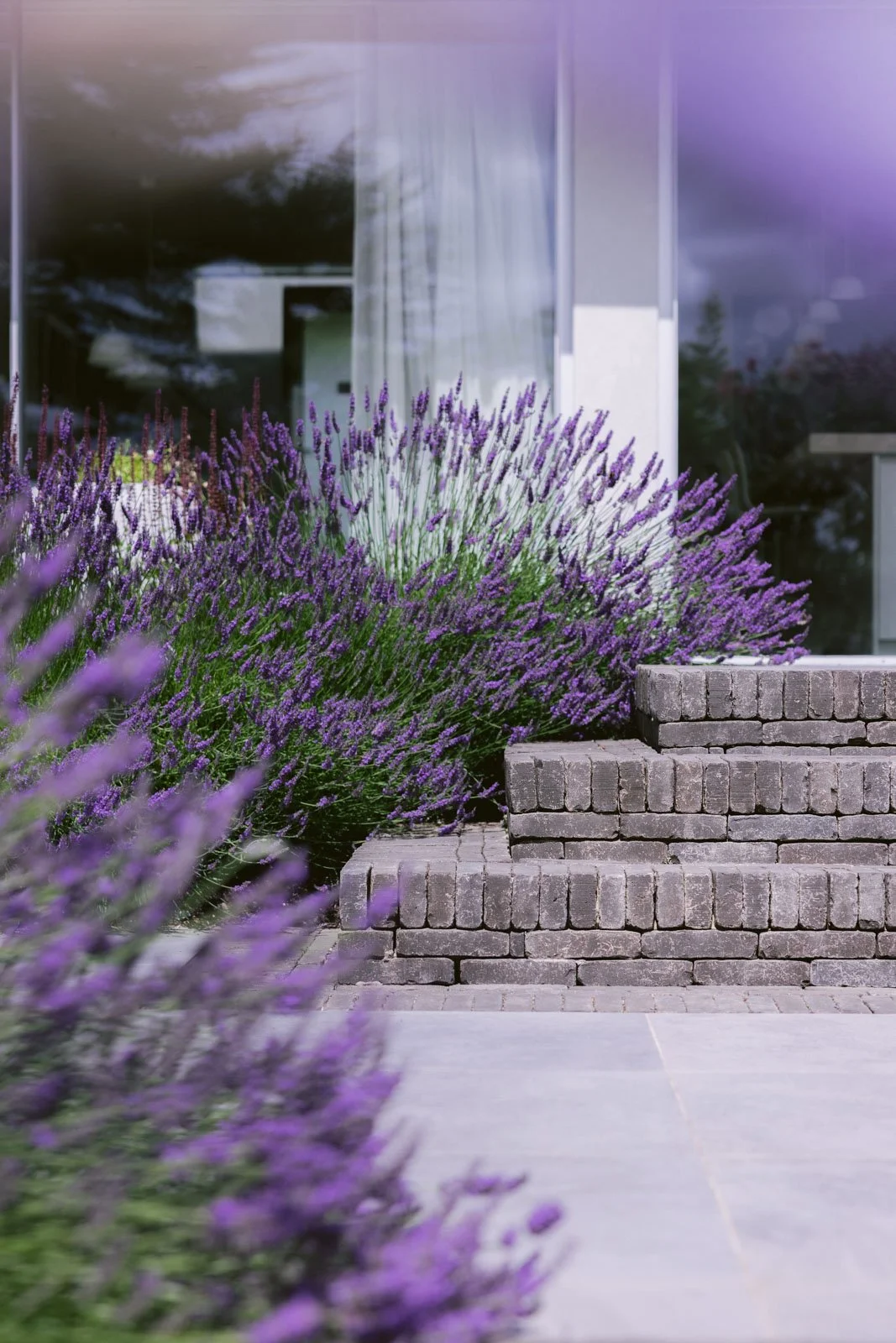 Lavandula 'Grosso' and Vande Moortel clay pavers