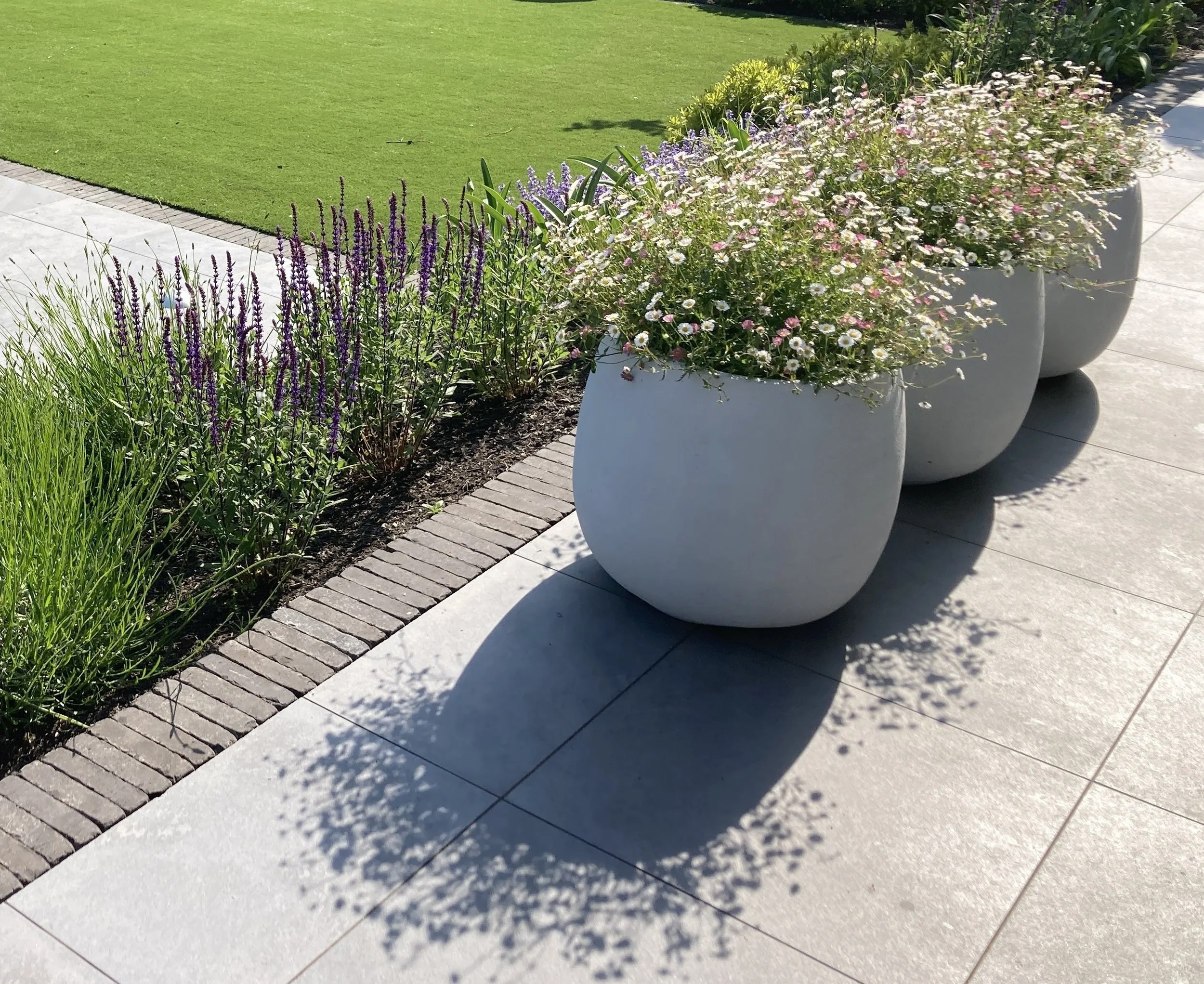Erigeron karvinskianus and Urbis pots 