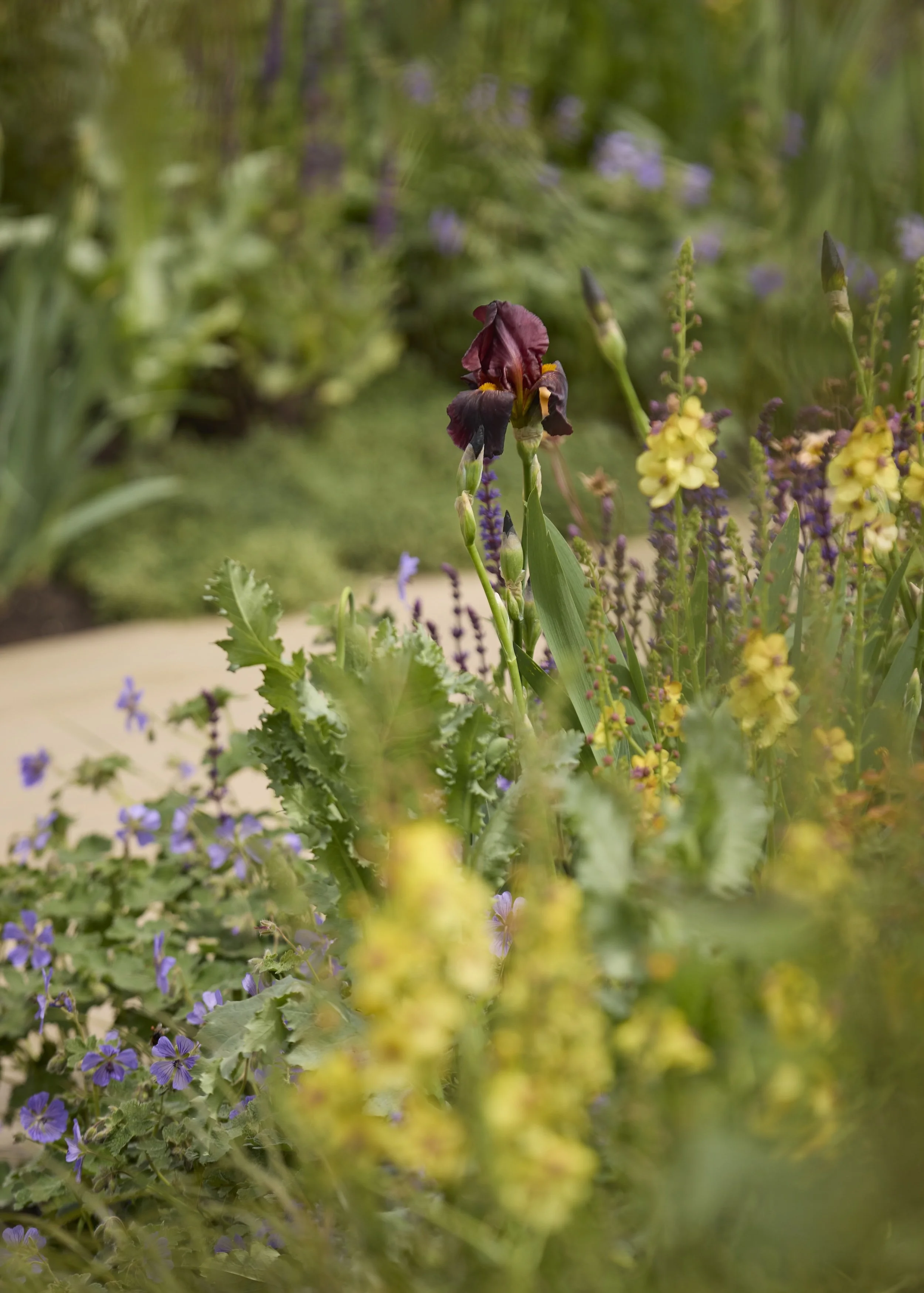 260515_RHS_Rob_Hardy_Trussell_001068_©Gary Morrisroe copy.jpeg