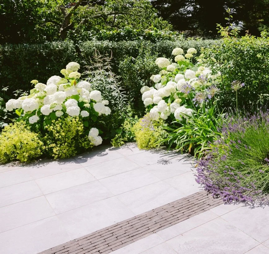 Hydrangea 'Annabelle', Lavandula 'Grosso', Agapanthus 'Rosewarne', Alchemilla mollis 