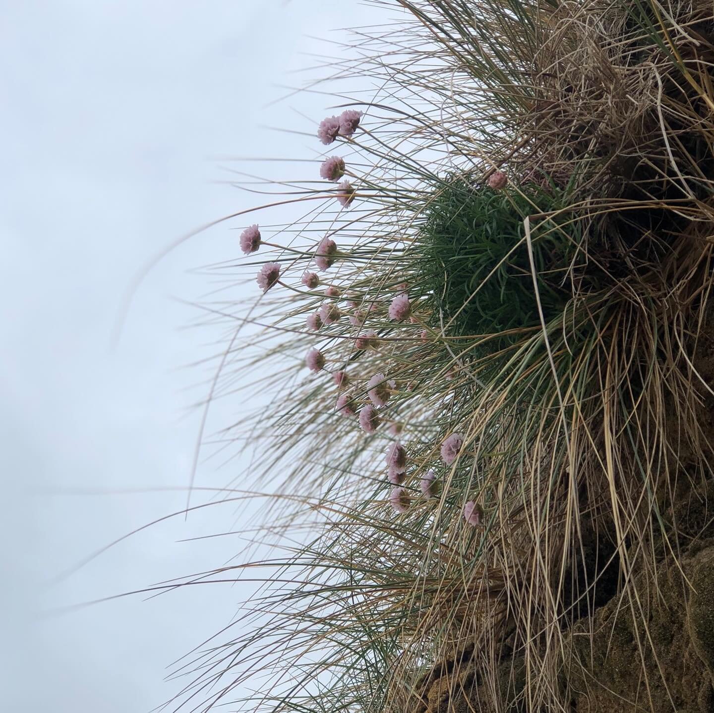 SEA pinks 🌸 have always hailed the arrival of warmer months leaving the long winter behind. I have always loved these hardy candy floss pink flowers that appear in clusters all over the cliffs at this time of year. One of Cornwall&rsquo;s most disti