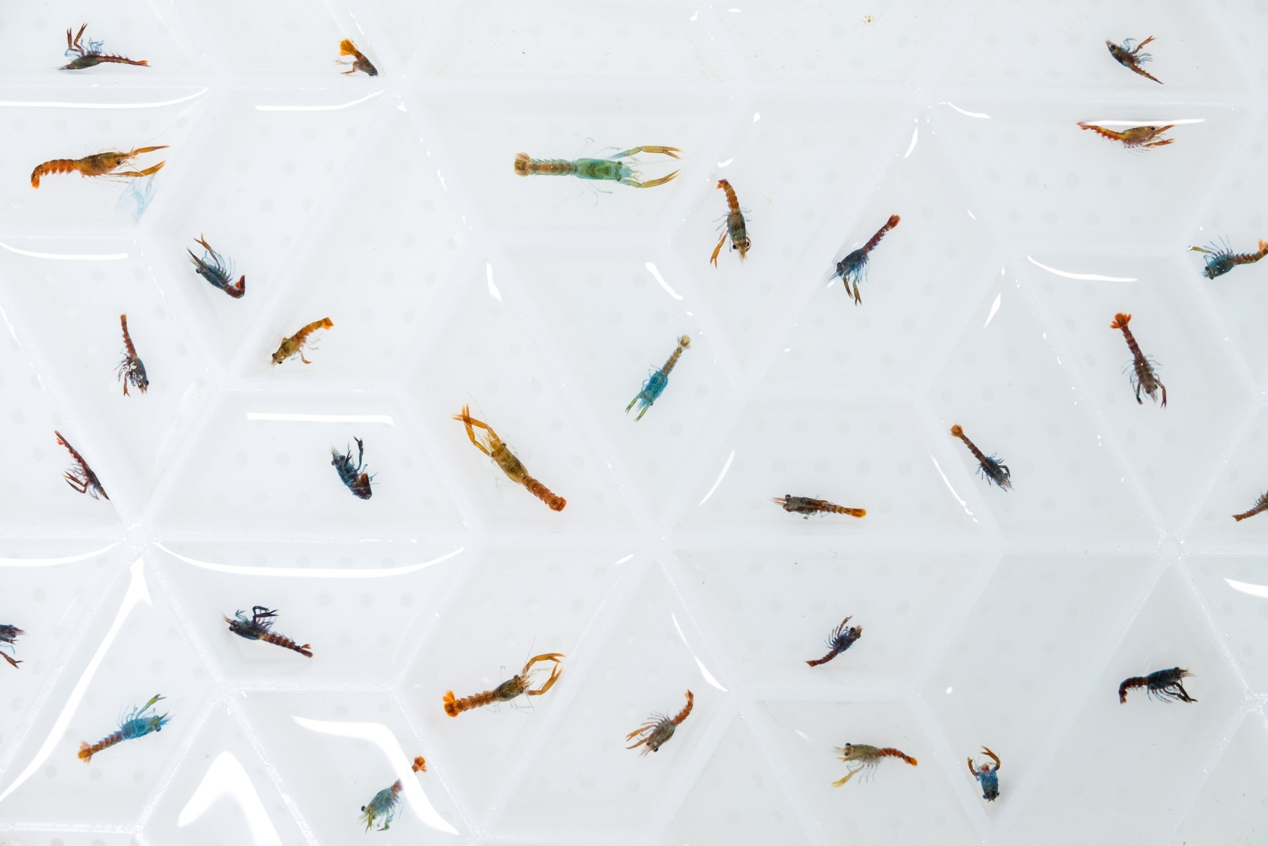 Larvae in tray.jpg