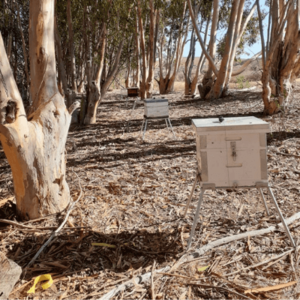 Benguea_Cove_Cape-Honeybee-Hives.png