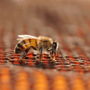 Benguea_Cove_Cape-Honeybee-Sanctuary.png