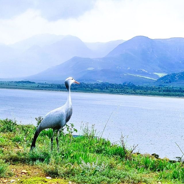 Blue-Cranes-and-Wildlife-Benguela-Cove.jpg