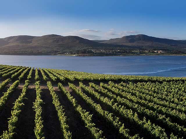 Benguela-Cove-Vineyards-Hermanus.jpg