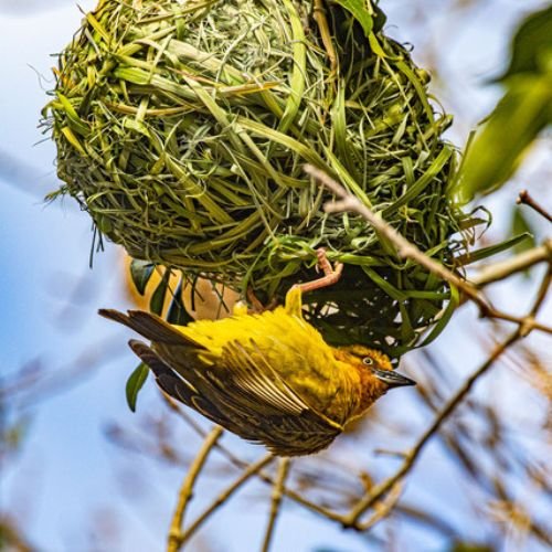 Benguela-Cove-Bird-Nest.jpg