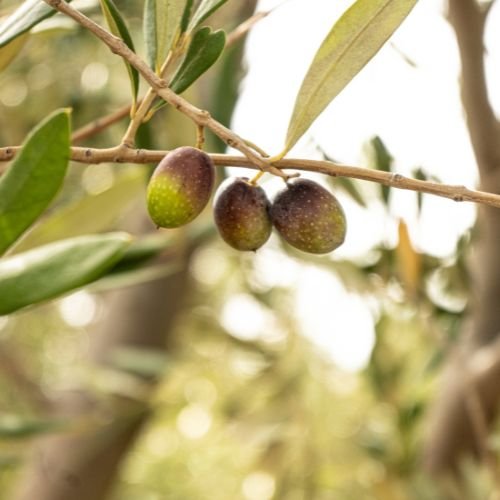 Benguela-Cove-Earth-Hour-olives-min.jpg