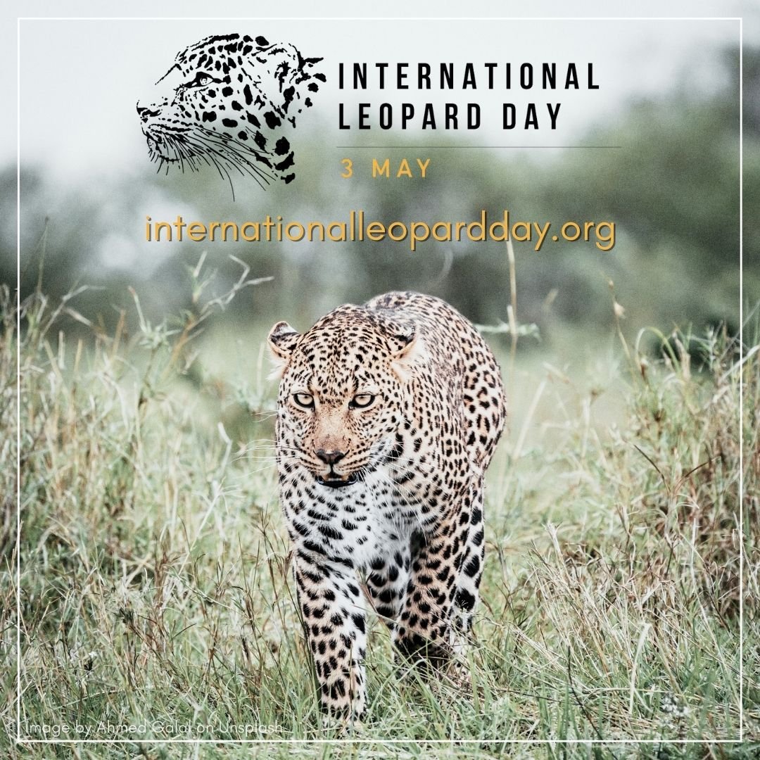 International-Leopards-Day.jpg