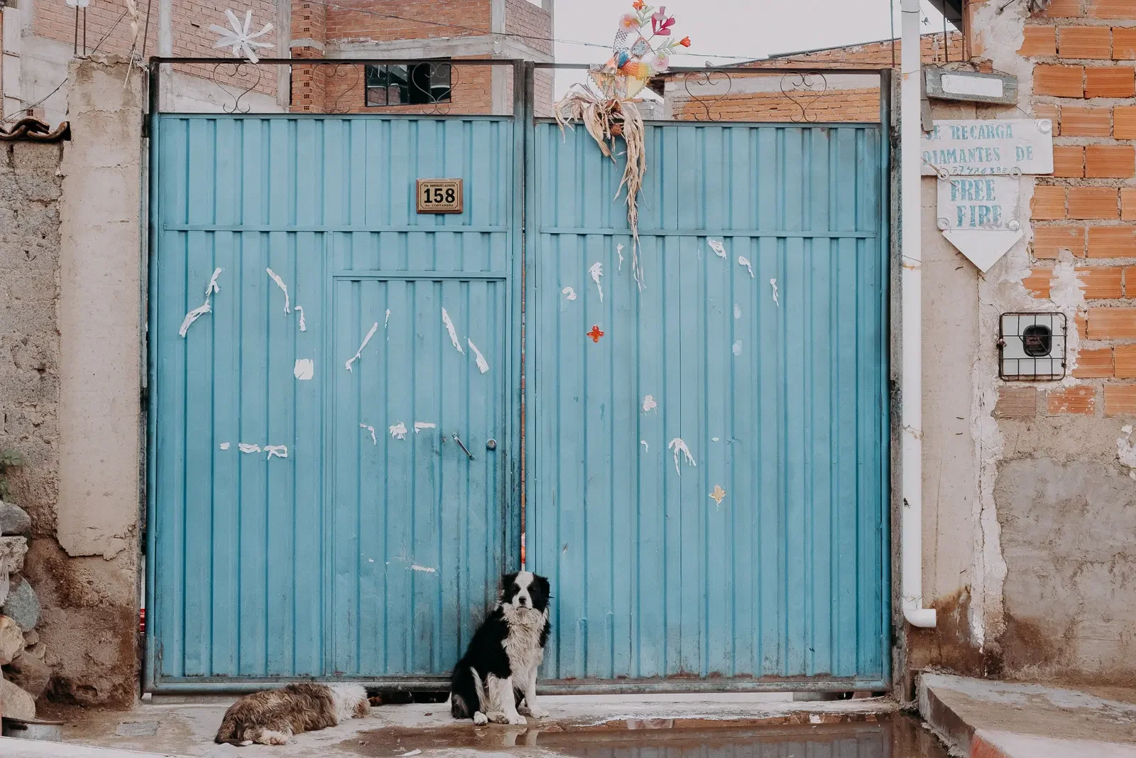 Stray dogs on the city streets