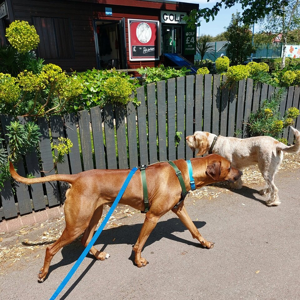 Ralf was very happy when we bumped into one of his faves, I think he has a bit of a crush 😍 

#dogsofinsta #portsmouthdogsofinstagram #dogwalkersofinstagram #portsmouthdogwalker #doglife #portsmouthdogcare #puppylove #dog #dogsofinstagram #dogwalkin