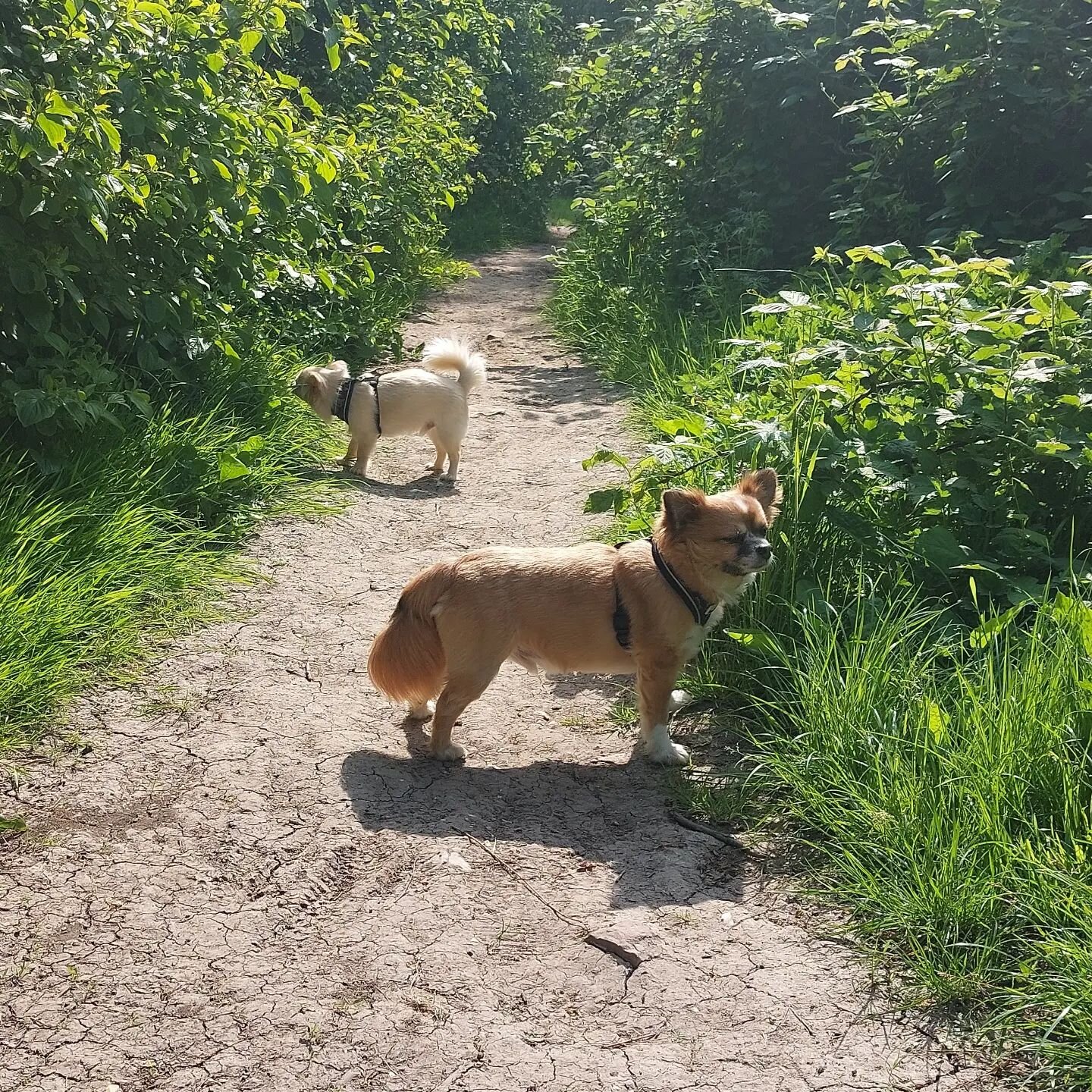 If you go down to the wood today...

#dogsofinsta #portsmouthdogsofinstagram #dogwalkersofinstagram #portsmouthdogwalker #doglife #portsmouthdogcare #puppylove #dog #dogsofinstagram #dogwalking #portsmouthdogwalks #puppy #dogoftheday #dogwalkerlife #