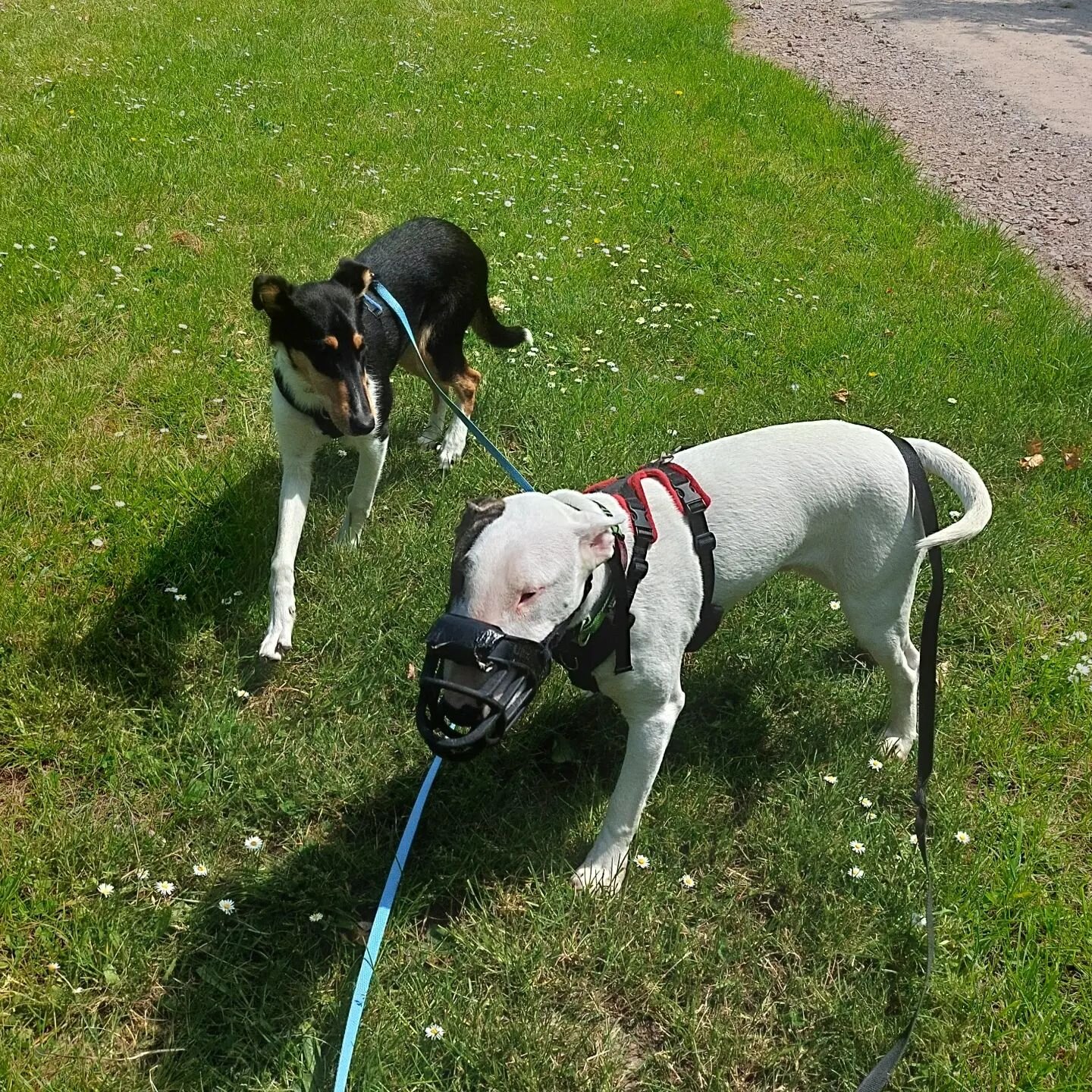 Lovely Bruno joined us for a walk again today while his owners enjoyed a day out. He brought along his baby sister Mable, who is absolutely gorgeous. Bruno is very friendly; he just likes to eat things he shouldn't, so don't be put off when you see a
