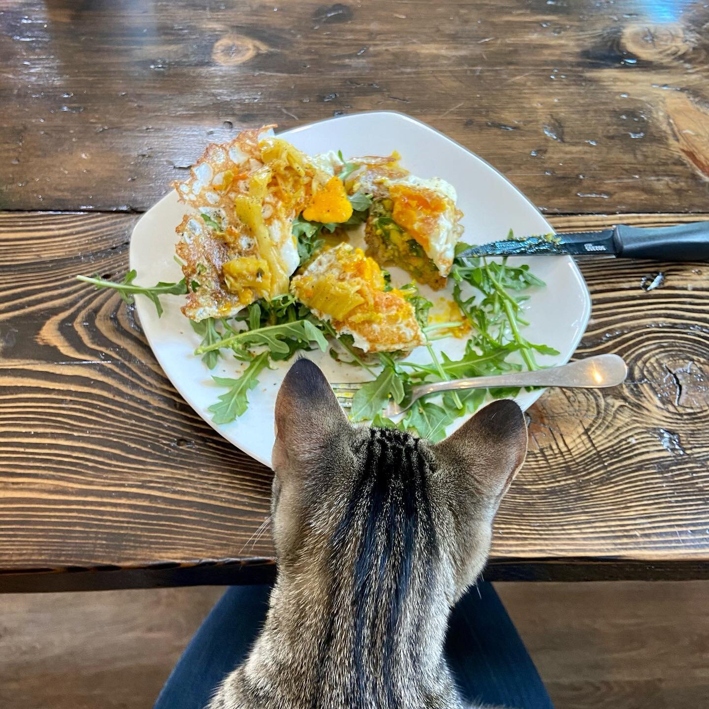 Hmmm....is arugula bad for cats? 😂 Little beggars always be beggin. 🙄 

Tasty loaded avocado toast this morning with my homemade gf sourdough bread,  arugula, pastured eggs, and @wildbrine kimchi. #nutritionistapproved #kittenapproved #foodisfuel #