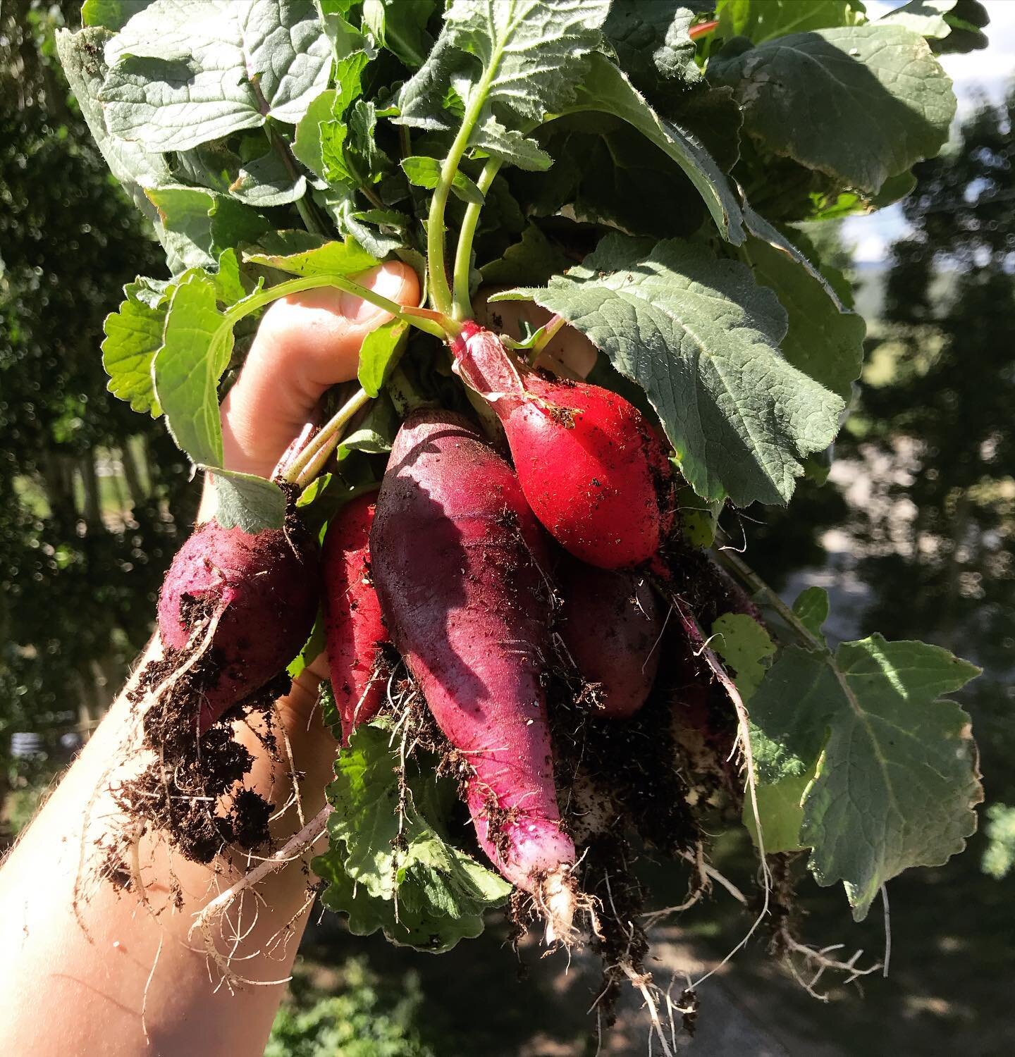 First harvest of radishes from a few weeks ago!  Been loving honey pickled radishes on EVERYTHING lately, and radish greens pesto is my new jam. Gotta make due with what ya got! I lost about 7 tomato plants this year, a bunch of nasturtiums, spinach,