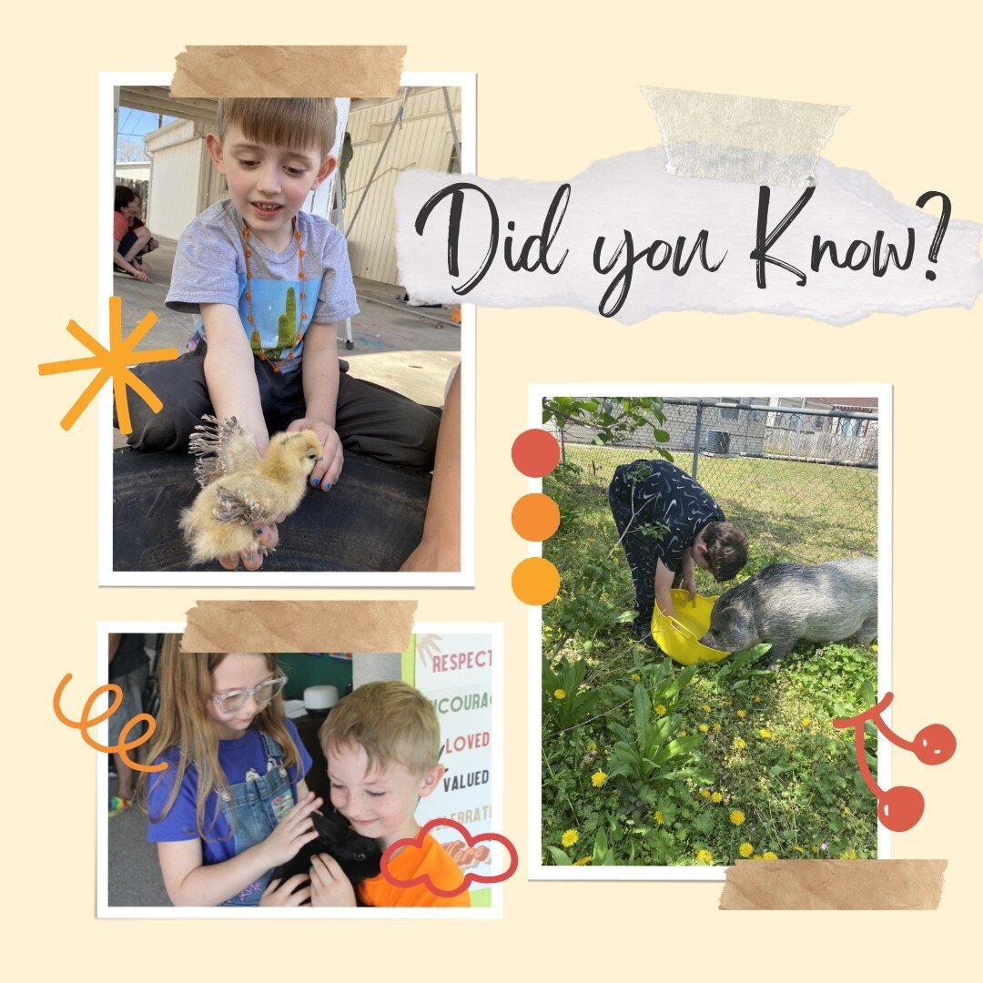 Did you know that studies have suggested that having animals in a classroom setting can positively benefit children's cognitive, behavioral, and social-emotional learning? We have tons of animals at Wildflower, and we have found it to be an awesome w