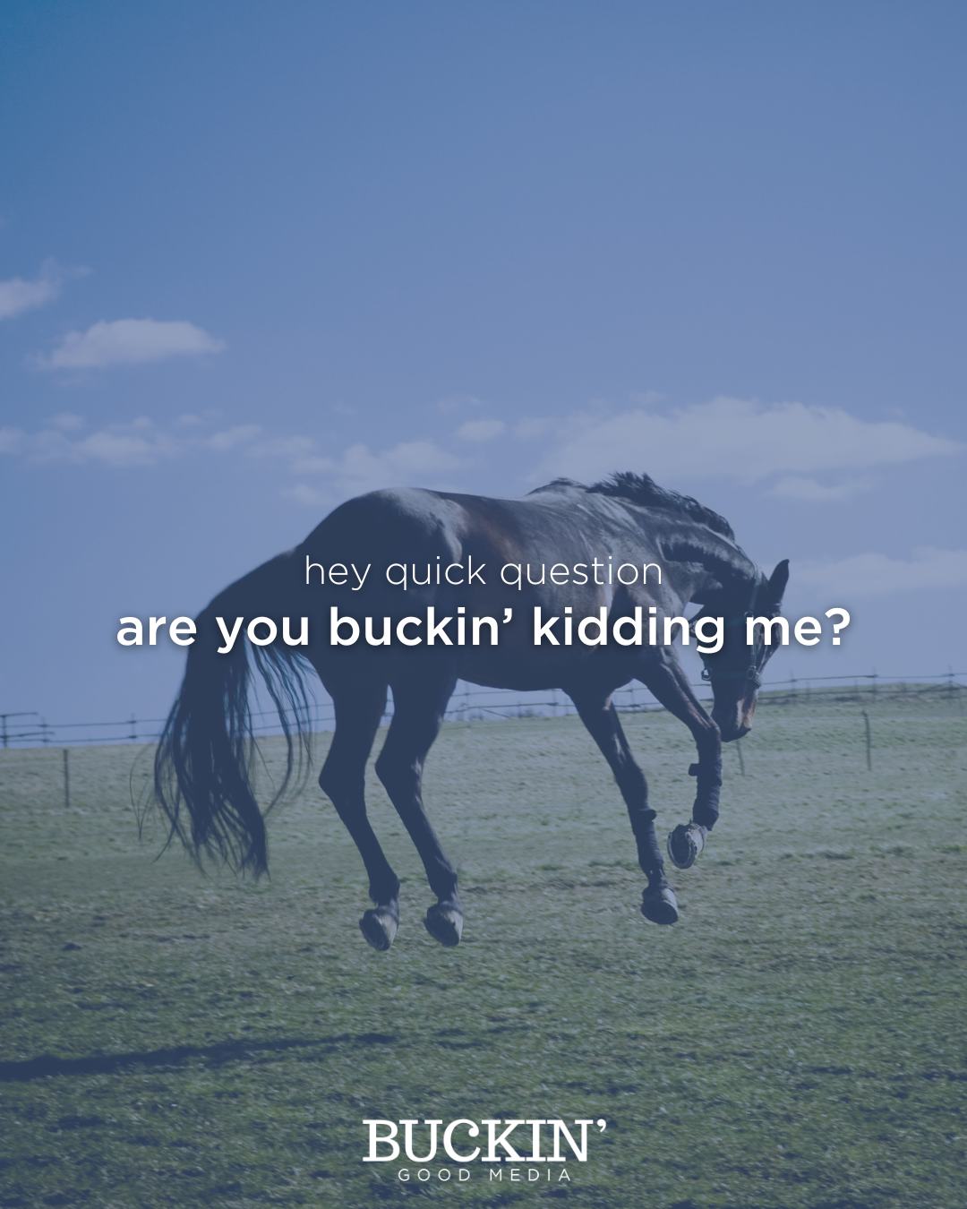 A horse standing in a grassy field under a blue sky with clouds, with overlay text asking "hey quick question are you buckin' kiddin' me?"