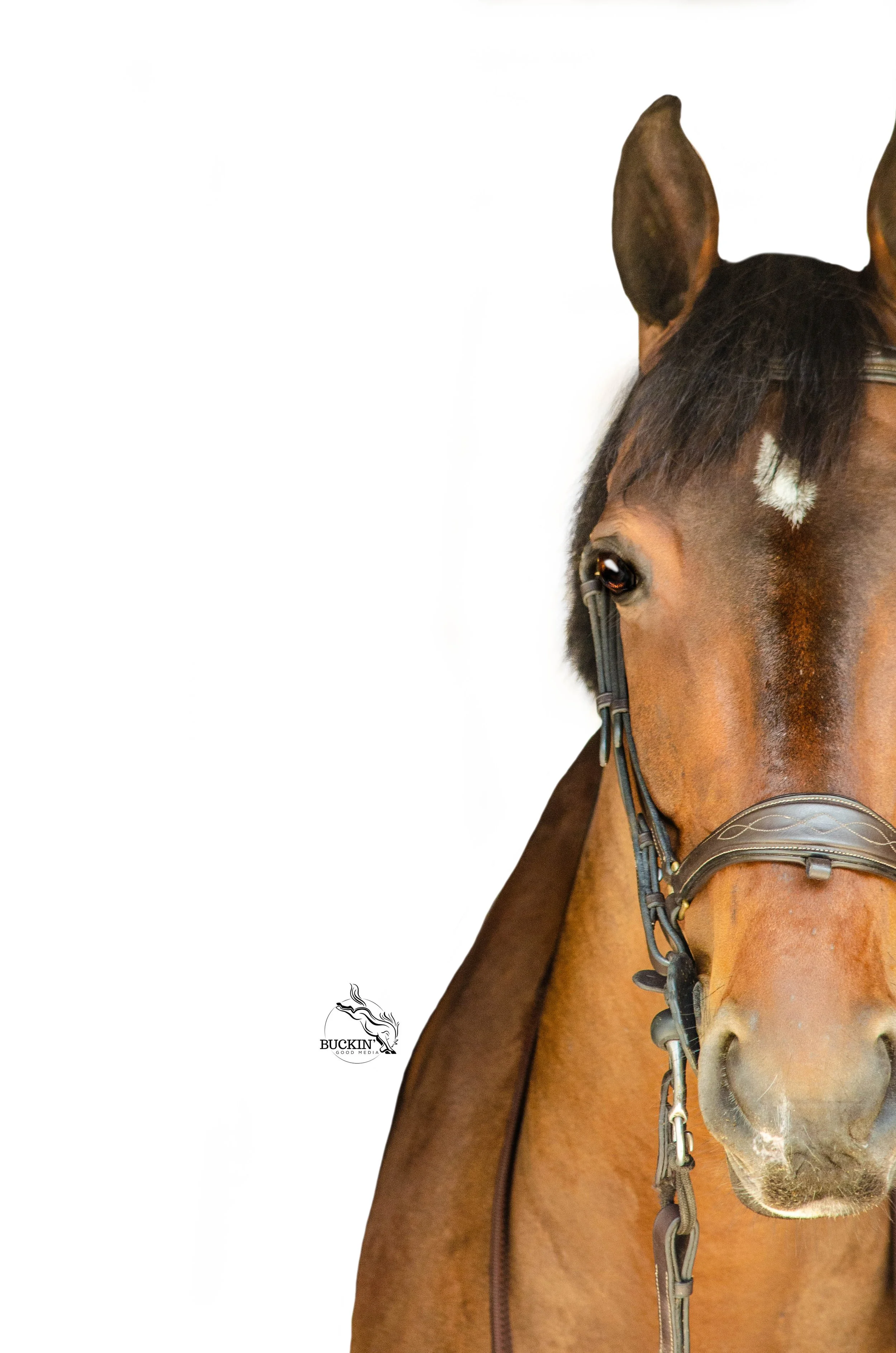 Close-up of a brown horse with a black mane with a white marking on its forehead, wearing a bridle, against a plain white background.