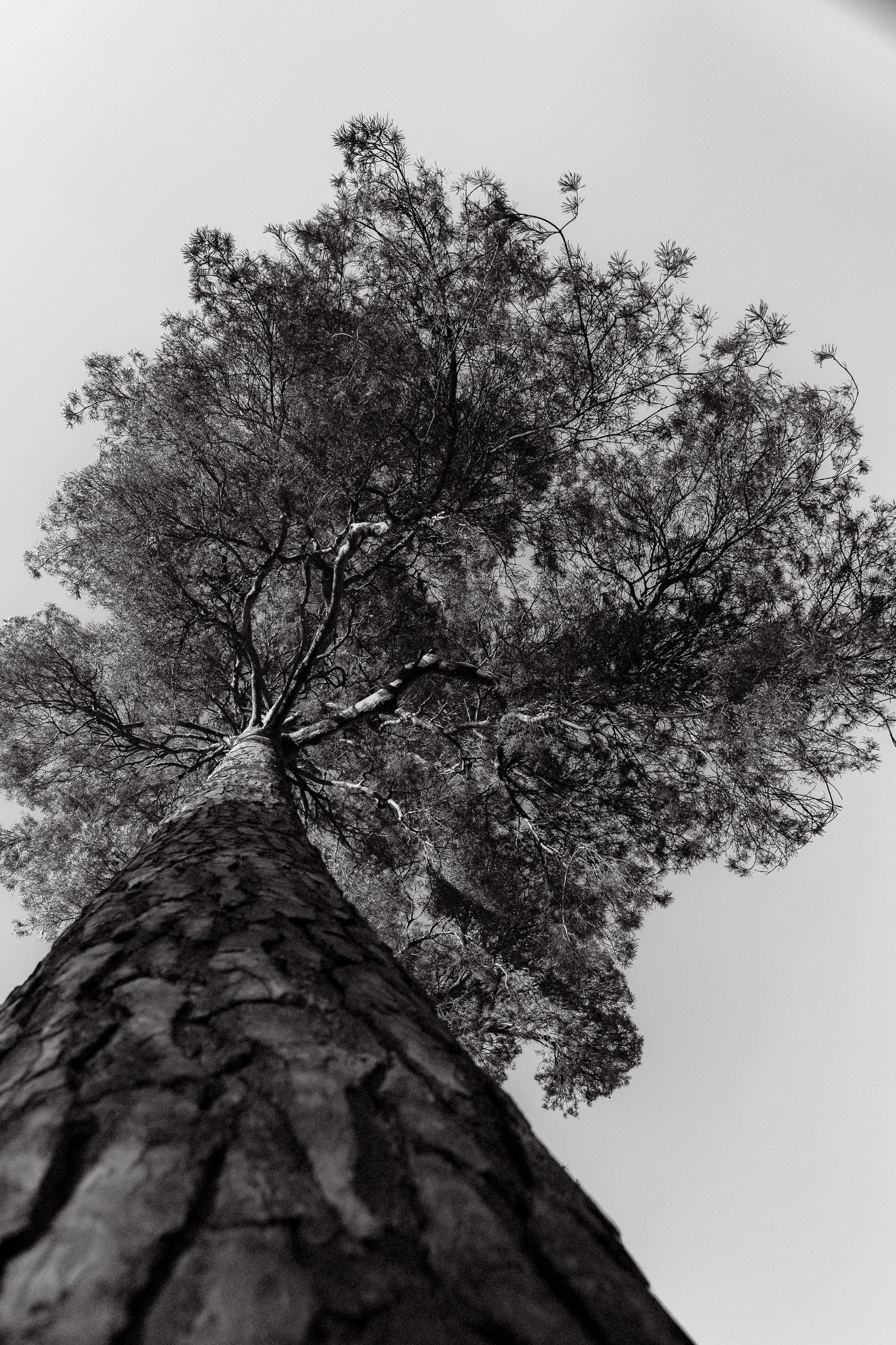 Low-angle view of a tall tree with a textured bark trunk and sparse branches against a cloudy sky.