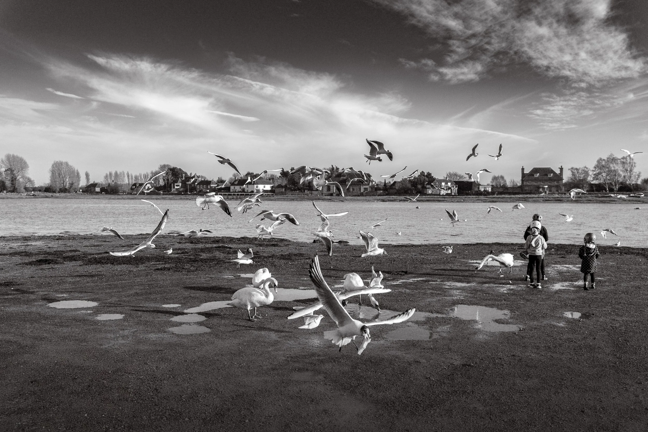 Black and white photo of seagulls flying and standing on a shoreline near water, with three children wearing helmets watching in the background, and a row of houses and trees across the water under a partly cloudy sky.
