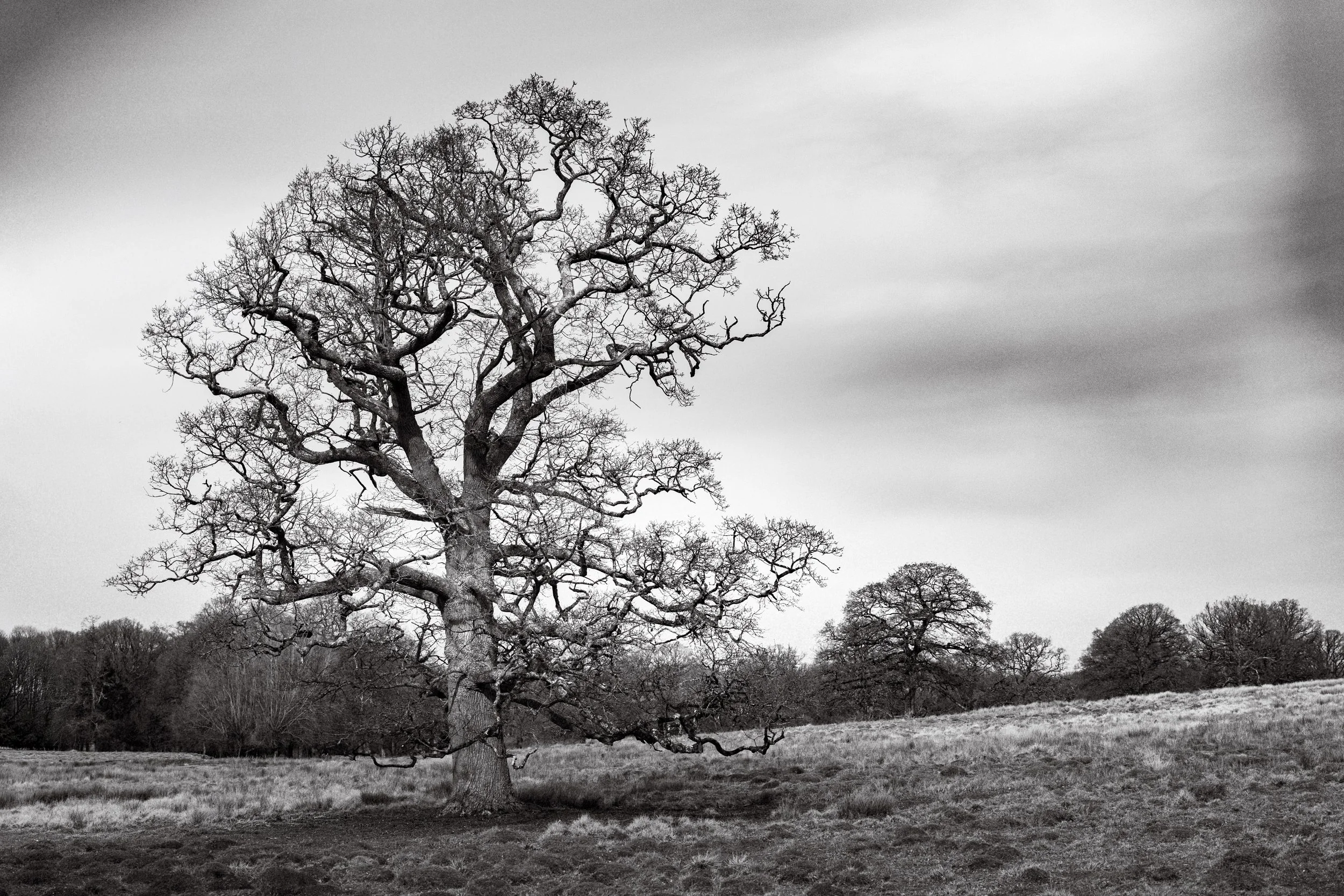 A black and white photo of a large, leafless tree in a field with several other leafless trees in the background.