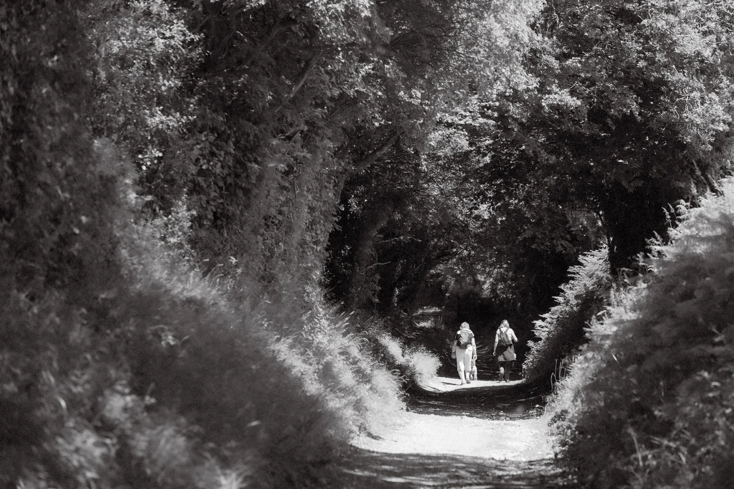 Two people and a dog walking down a shaded forest trail.