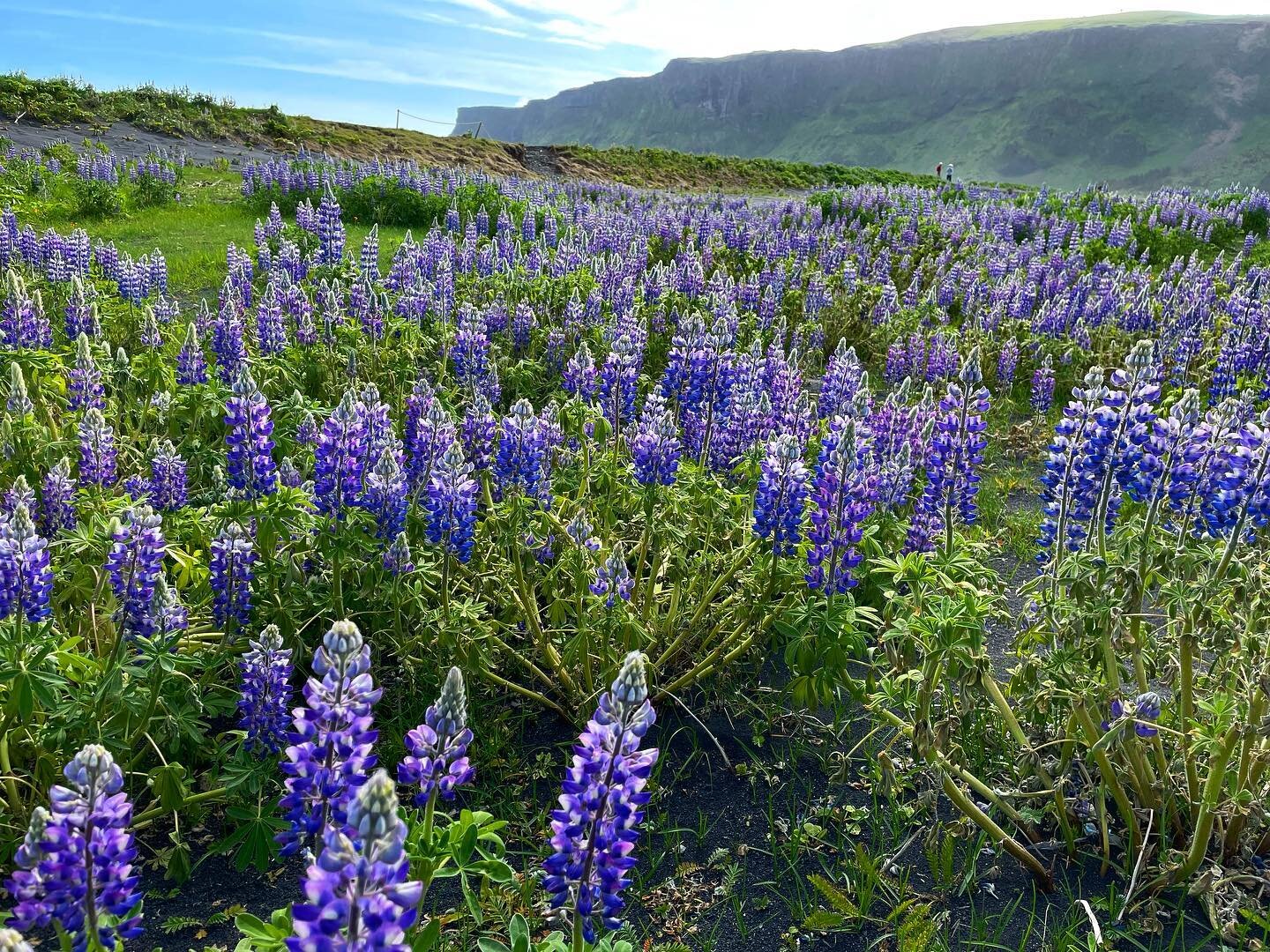 Hope your day is absolutely beautiful. ❤️ 
.
.
.
.
.
.
.
#iceland #travel #travelphotography #travelblogger #flowers #flower #meadow #photography #purple #landscape #landscapephotography