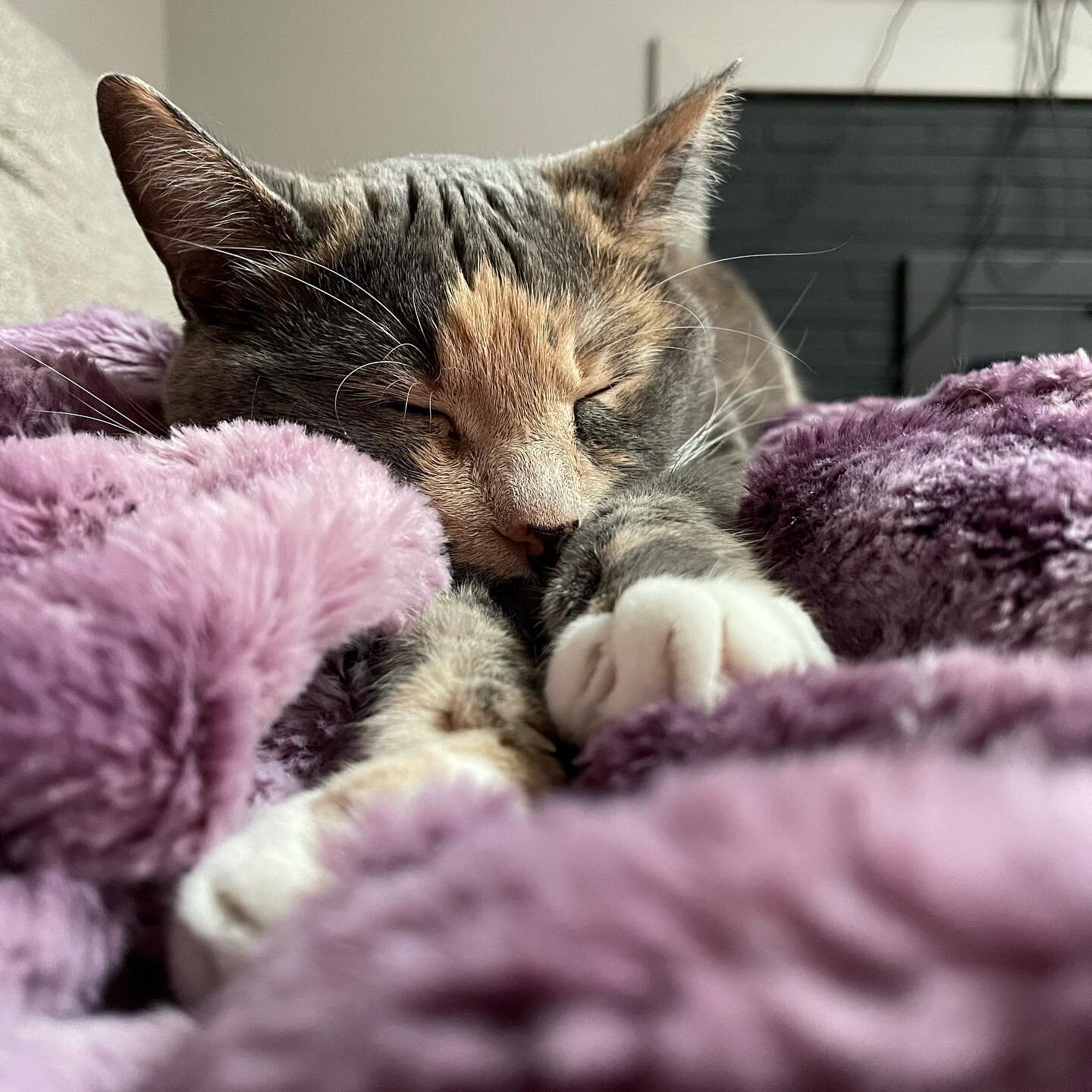 Wishing everyone a Sunday half as restful as Tonks&rsquo; life. 
#sleepysunday #cat #catsofinstagram #catlife #catnap #sunday