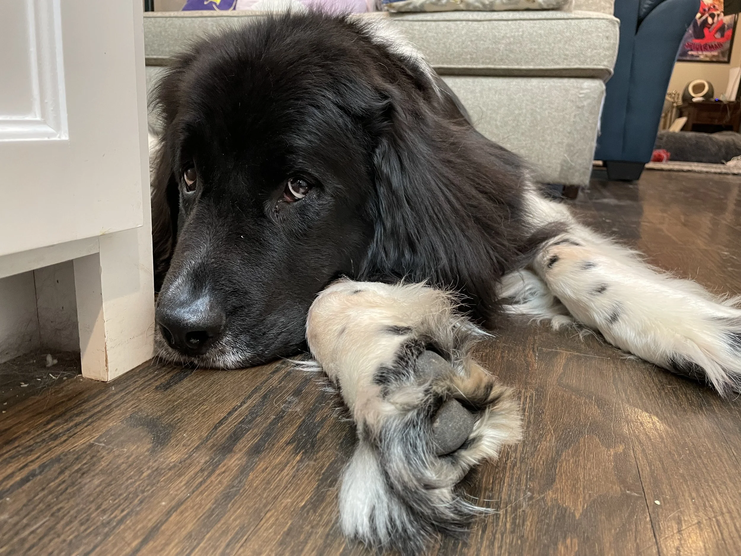 Black and white Newfoundland dog named Teddy staring soulfully at the camera, his paw closer to us. The photographer has clearly sat on the floor to get a more dramatic perspective.