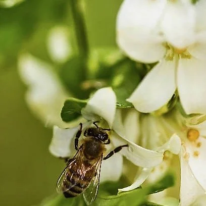 bee on orange blossoms.jpeg