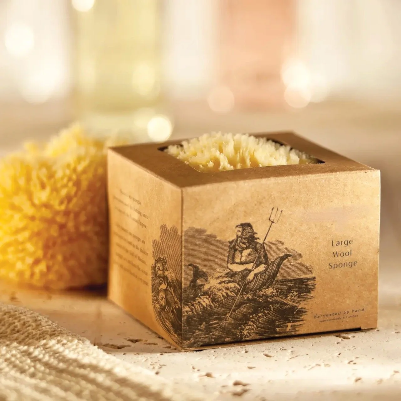 sea sponge in boudiler box.jpeg