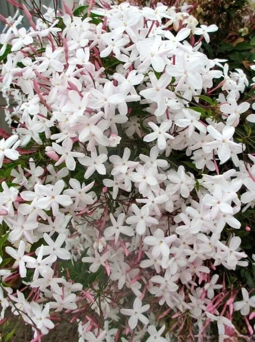 Tipsy Bee Among the Jasmine