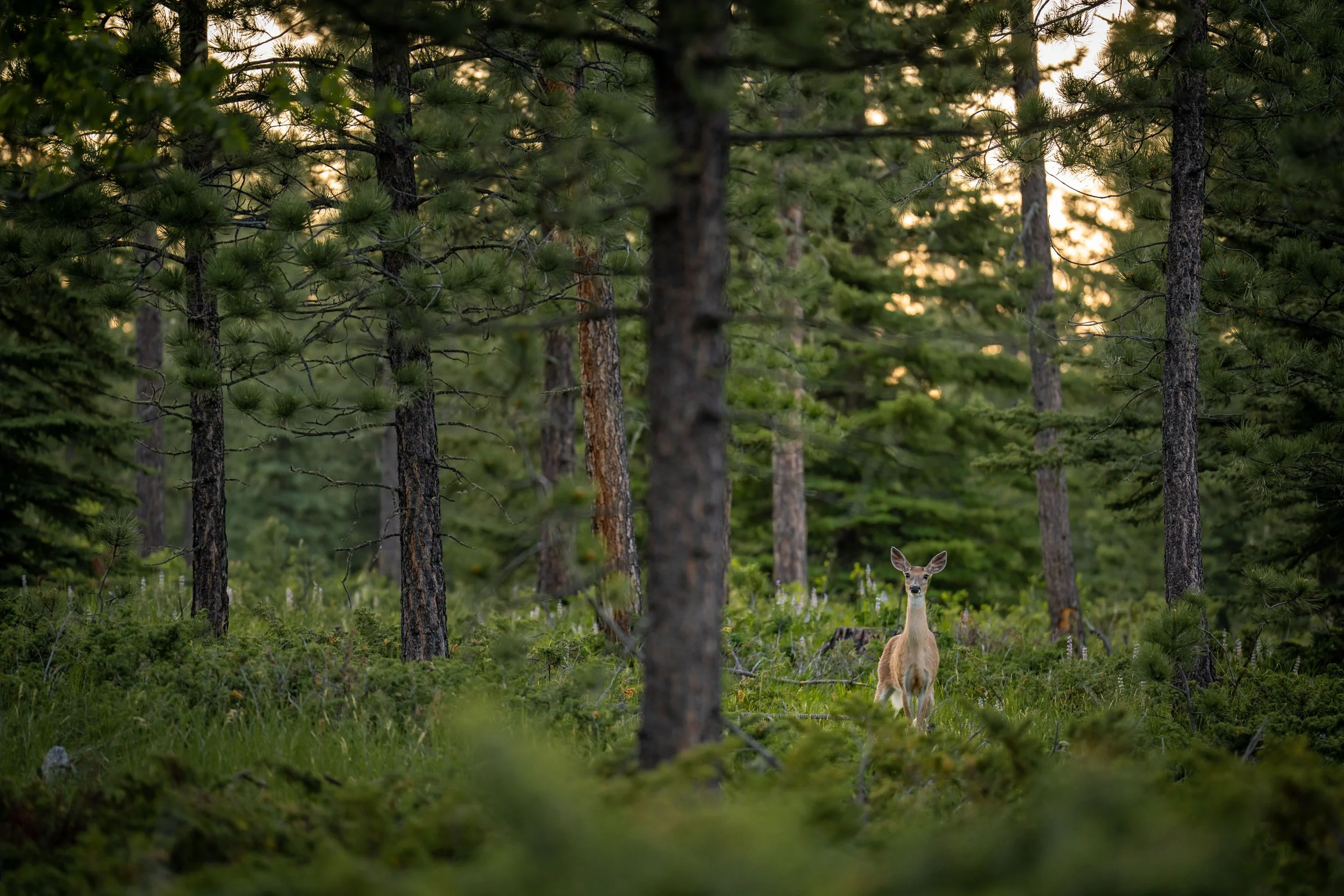 BH-deer.jpg