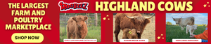 Highland Cow Longevity A Complete Guide - 29wktk7