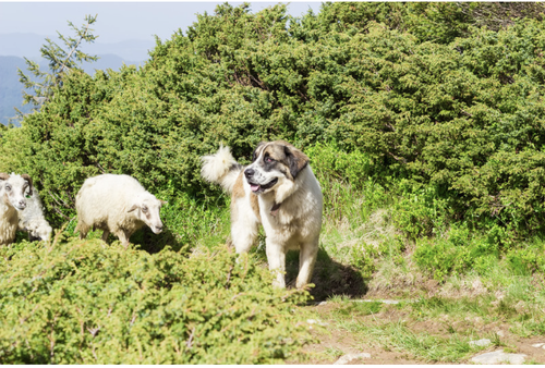 Livestock Guardian Dogs: The Ultimate Guide to Farm Protection — Roobeez