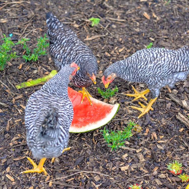 Chicken Heat Safety Tips: Keep Your Flock Safe in Hot Weather — Roobeez